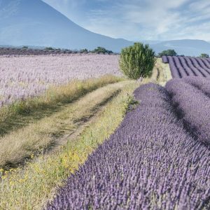 Guía de Provenza (5 días)